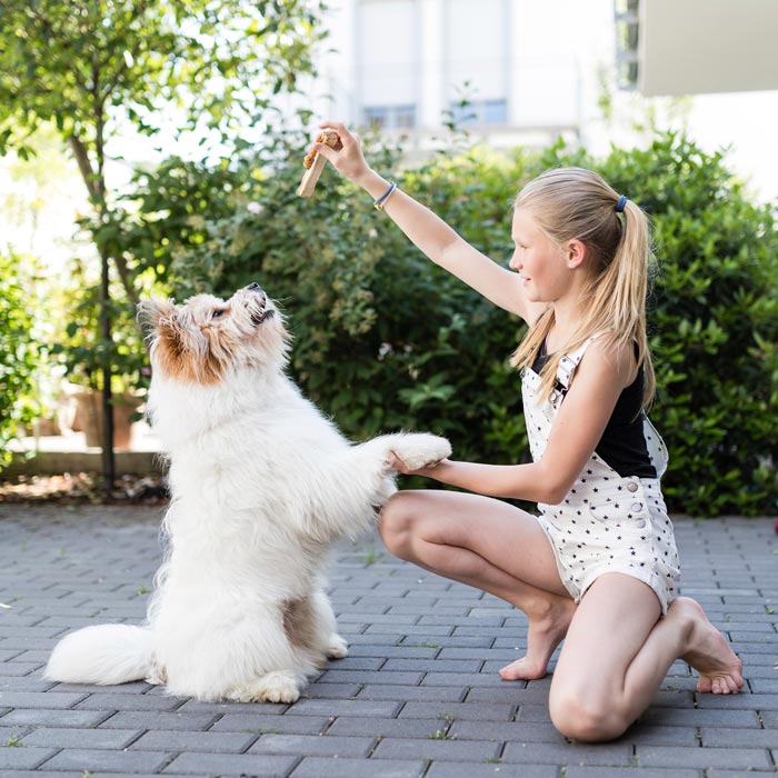 Éducation Canine Personnalisée