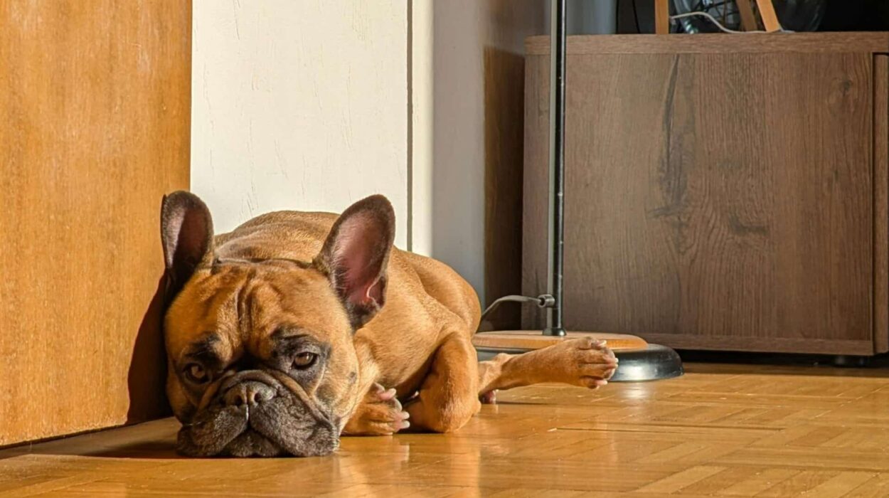 Chien tout seul à la maison